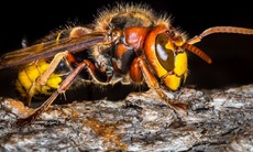 Một phụ nữ tử vong do ong đốt, bác sĩ chỉ cách nhận biết các loài ong và sơ cứu đúng