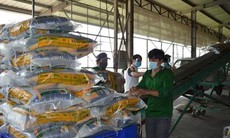 Thị trường nông sản: Giá gạo thơm được đàm phán 580-630 USD mỗi tấn