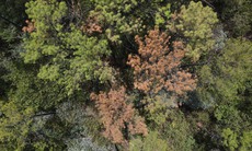 2.000 ha rừng thông ở Hà Tĩnh trụi lá vì nguyên nhân này