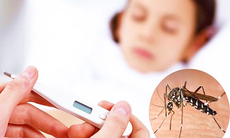 Bộ Y tế: Hiện còn tồn 7.432 túi dung dịch cao phân tử điều trị bệnh nhân sốc sốt xuất huyết Dengue nặng