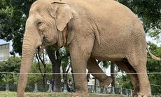 'Việc xích voi để đảm bảo an toàn cho quản tượng và người trực tiếp chăm sóc'
