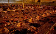 Gần 10.000 con gà của một hộ dân bị chết ngạt do chập điện