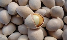 Bài thuốc bổ phế thận từ cây bạch quả