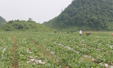 Bảo tồn, phát triển và khai thác hiệu quả cây dược liệu tỉnh Hà Giang