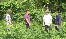 Ghi nhận sau hơn 2 năm phát triển trồng dược liệu ở Lang Chánh