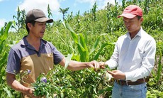 Phát triển vùng chuyên canh cây dược liệu tại Quảng Ngãi