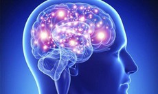 Hỗ trợ hoạt huyết, cải thiện tuần hoàn não nhờ phương pháp từ thảo dược