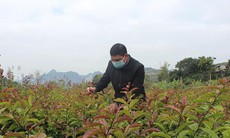 Trồng cây dược liệu nâng cao giá trị từ mô hình liên kết sản xuất ở Bắc Sơn, Lạng Sơn