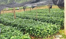 Nam Trà My – Quảng Nam: Trồng cây dược liệu bản địa để người dân thoát nghèo