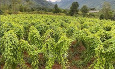 Hình thành vùng nuôi trồng để phát triển bền vững cây dược liệu