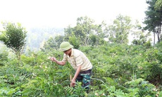 Bảo tồn, nhân rộng cây dược liệu quý ở Lạng Sơn