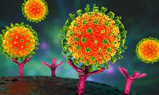 Những điều cần biết về virus Nipah đang bùng phát có thể gây viêm não và tử vong