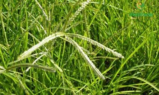 9 bài thuốc chữa bệnh từ cỏ mần trầu