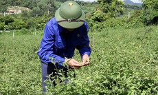 Ninh Thuận tập trung bảo tồn, phát triển nguồn gen cây dược liệu quý hiếm