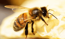 Đàn ong đốt hơn 100 nốt, bé trai 10 tuổi tử vong do suy đa tạng, rối loạn đông máu