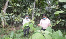 Tuyên Quang: Kế thừa và phát triển tinh hoa y học cổ truyền
