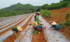 Phát triển ngành dược liệu thành ngành mũi nhọn của các tỉnh miền núi phía Bắc