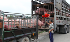 Giá lợn hơi giảm 100.000 đồng/con 50kg