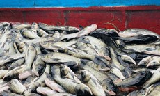 10 tấn cá nuôi chết nổi trắng hồ ở Quảng Trị