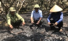 Hải Dương: Cháy vườn vải ở huyện Thanh Hà gây thiệt hại lớn