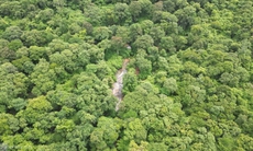 Trồng rừng thay thế ở dự án hồ thủy lợi Ka Pét cần ưu tiên cây bản địa