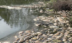 Cá chết hàng loạt, bốc mùi hôi thối tại hồ phường Hoàng Liệt