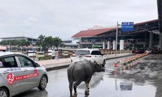 Trâu đi lạc tại nhà ga sân bay Nội Bài