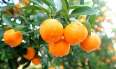 9 bài thuốc chữa bệnh từ cây quất