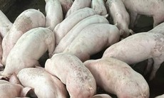 Giá lợn hơi đột ngột giảm sâu dịp giáp Tết Nguyên đán, người chăn nuôi thấp thỏm từng ngày