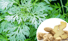 Bài thuốc chữa bệnh từ gừng tươi