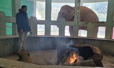 Phủ bạt, đốt lửa, dùng máy sưởi giữ ấm cho voi, hổ, hà mã...