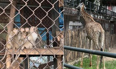 Giám đốc Vườn thú Hà Nội thông tin việc chống rét cho cá thể thú