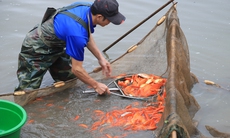 Người dân Thủy Trầm bì bõm vớt cá chép đỏ phục vụ Tết ông Công ông Táo