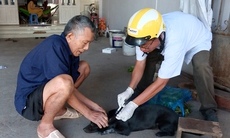 Phát hiện ổ dại thứ 5 trên chó tại một huyện ở Đồng Nai