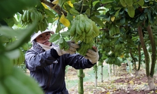 Người trồng phật thủ ở Hà Nội rục rịch vào đợt thu hoạch lớn nhất trong năm