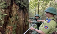 'Báu vật' giữa đại ngàn rừng nguyên sinh ở Nghệ An