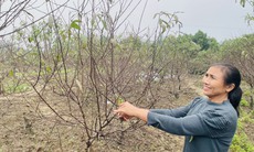 'Thủ phủ' đào phai ở Nghệ An vào vụ tuốt lá, chủ vườn tính ngày hoa nở đẹp nhất