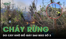 Nguy cơ cháy rừng do cây khô đổ gãy sau bão số 3