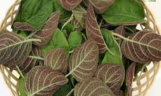 Cây mơ lông và tác dụng chữa bệnh ít người biết