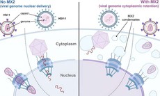 Khám phá ra cách một loại protein chống lại HIV và herpes