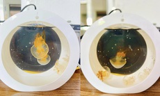 Nuôi sứa cảnh làm ‘thú cưng’, cuộc chơi lắm công phu