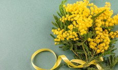 6 loại hoa nên tặng trong ngày Phụ nữ Việt Nam 20/10