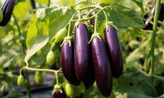 Ăn cà tím cần lưu ý gì?