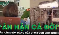 Nỗi ân hận muộn màng của chủ 2 con chó becgie cắn bé gái 5 tuổi tử vong ở Vĩnh Phúc