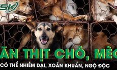 Cẩn trọng có thể nhiễm dại, xoắn khuẩn, ngộ độc do ăn thịt chó, mèo 