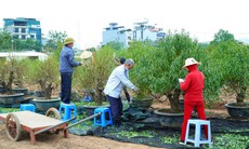 Người dân làng đào tất bật tuốt lá, dưỡng nụ chuẩn bị đón Tết Nguyên Đán