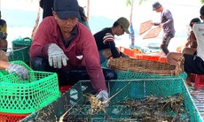 Giá tôm thương phẩm bấp bênh, nhiều rủi ro mùa mưa bão