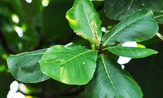Uống nước lá bàng có tác dụng gì?