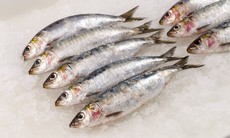 Cá mòi giàu omega-3 nhưng ai không nên ăn?