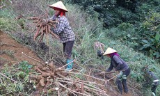 Sắn rớt giá mạnh, nông dân Lai Châu thất thu